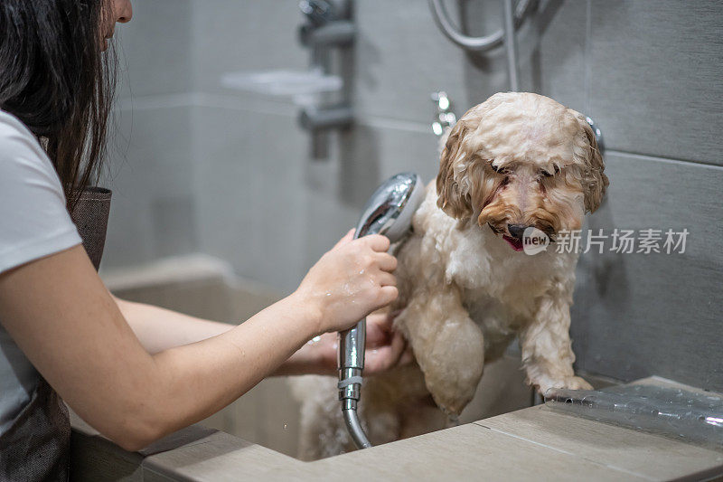 asian chinese female pet groomer with apron grooming a brown color toy poodle dog washing with sampoo